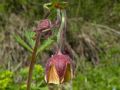 Geum rivale